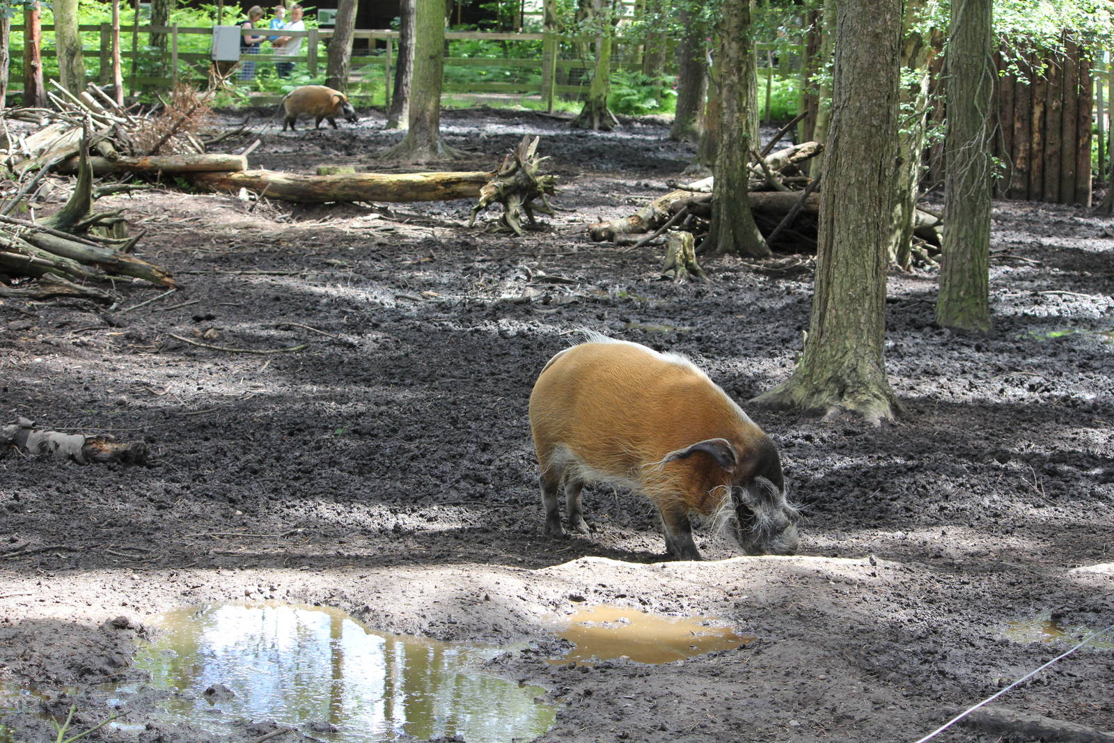 Red river hog enclosure 8/6/14