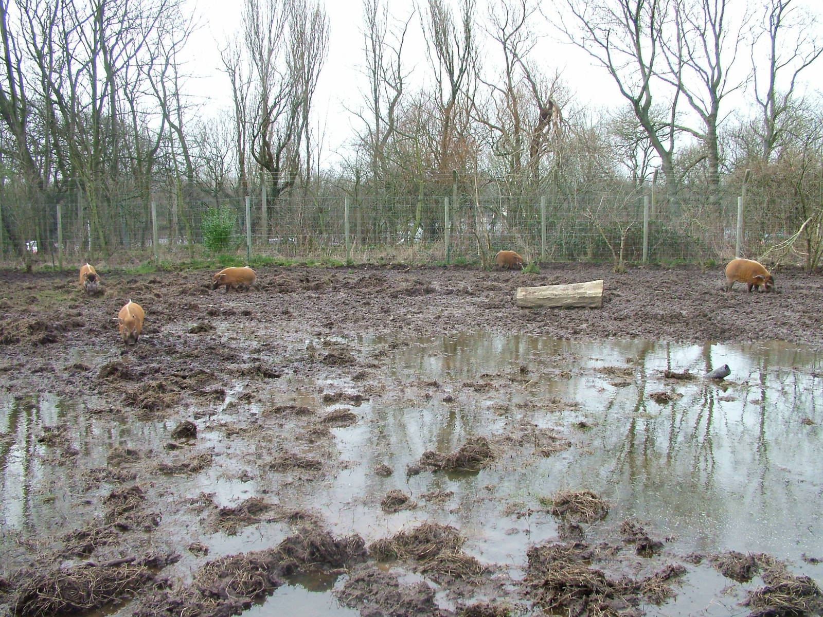 Red River Hog enclosure at Blackpool Zoo