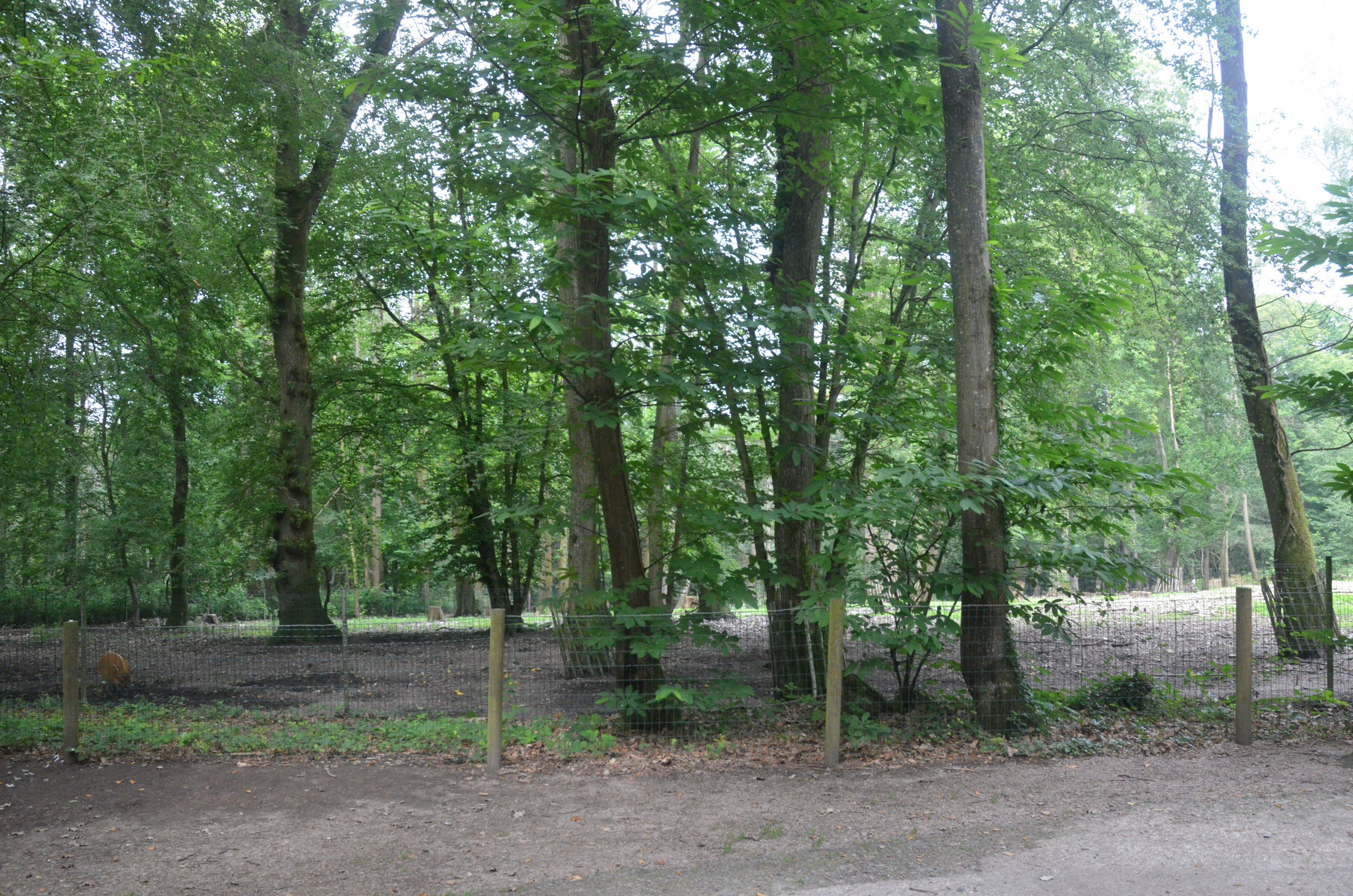 Red River Hog Enclosure at CERZA, 10/06/18