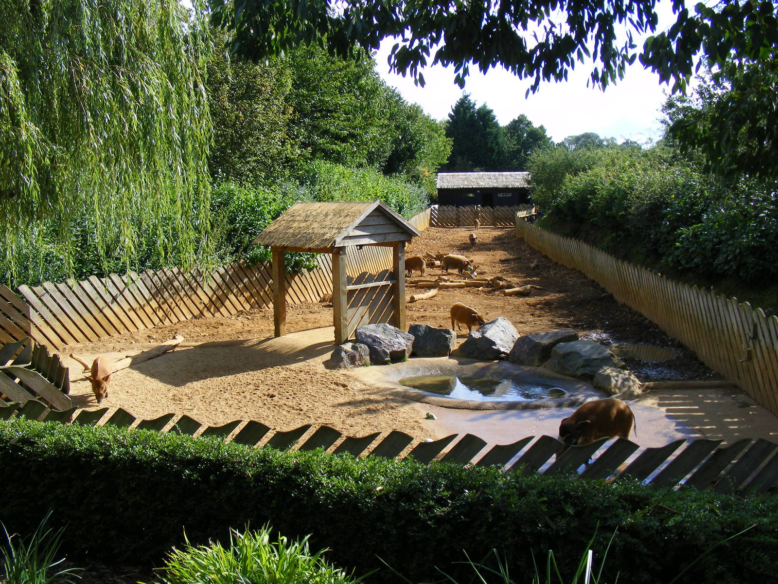 Red river hog enclosure at Colchester Zoo, 17 September 2010