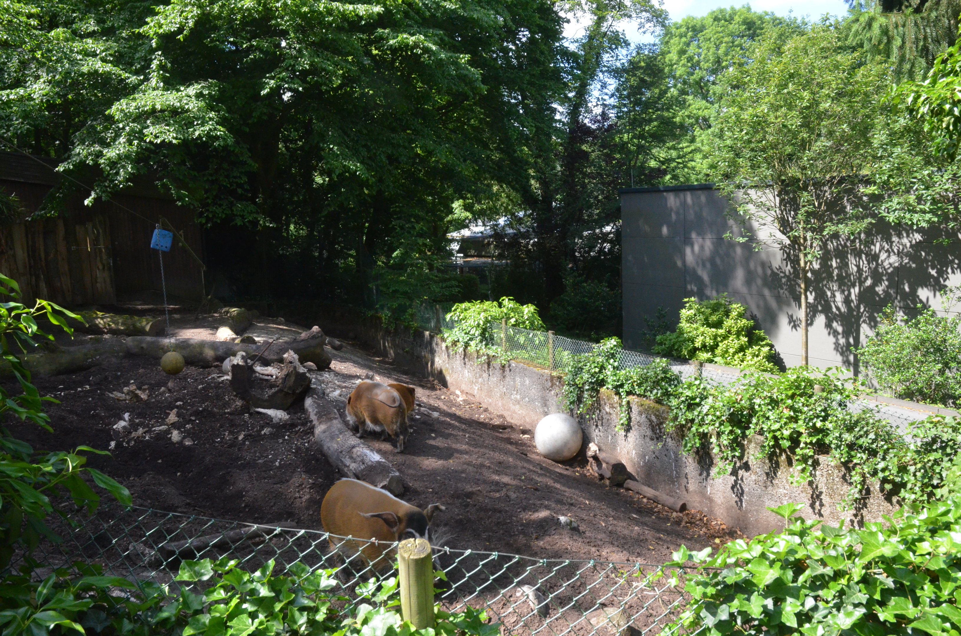 Red River Hog Enclosure at Wuppertal, 16/06/19