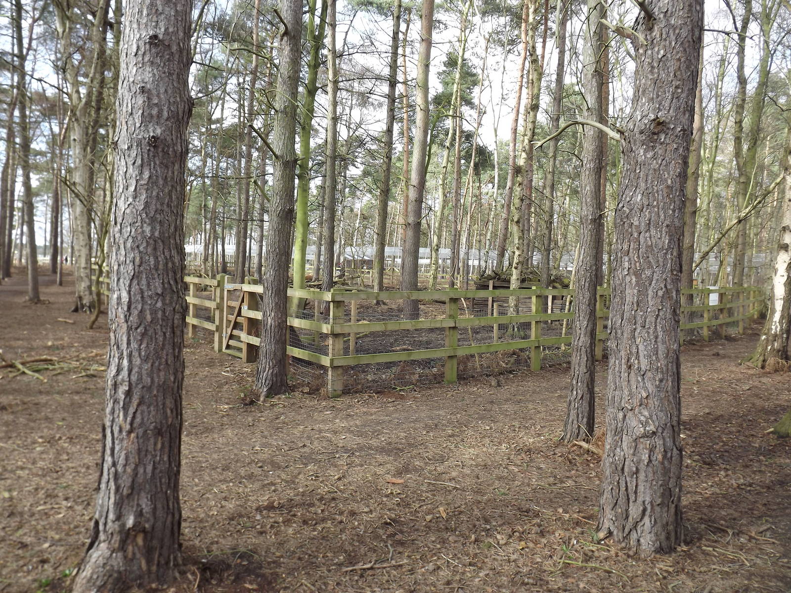 Red River Hog enclosure at Yorkshire Wildlife Park 18/02/12