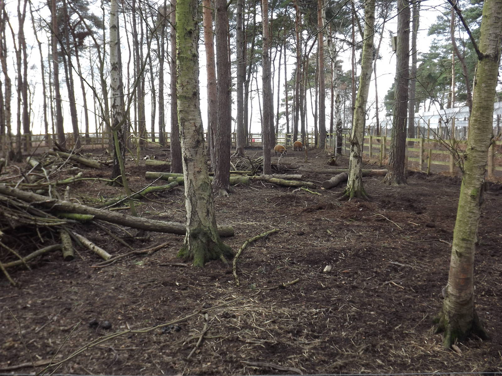 Red River Hog enclosure at Yorkshire Wildlife Park 18/02/12