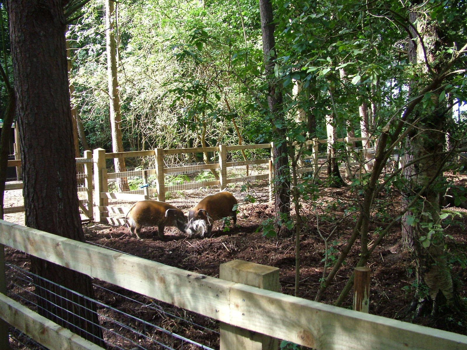 Red River Hog enclosure at Yorkshire WP 02/08/09
