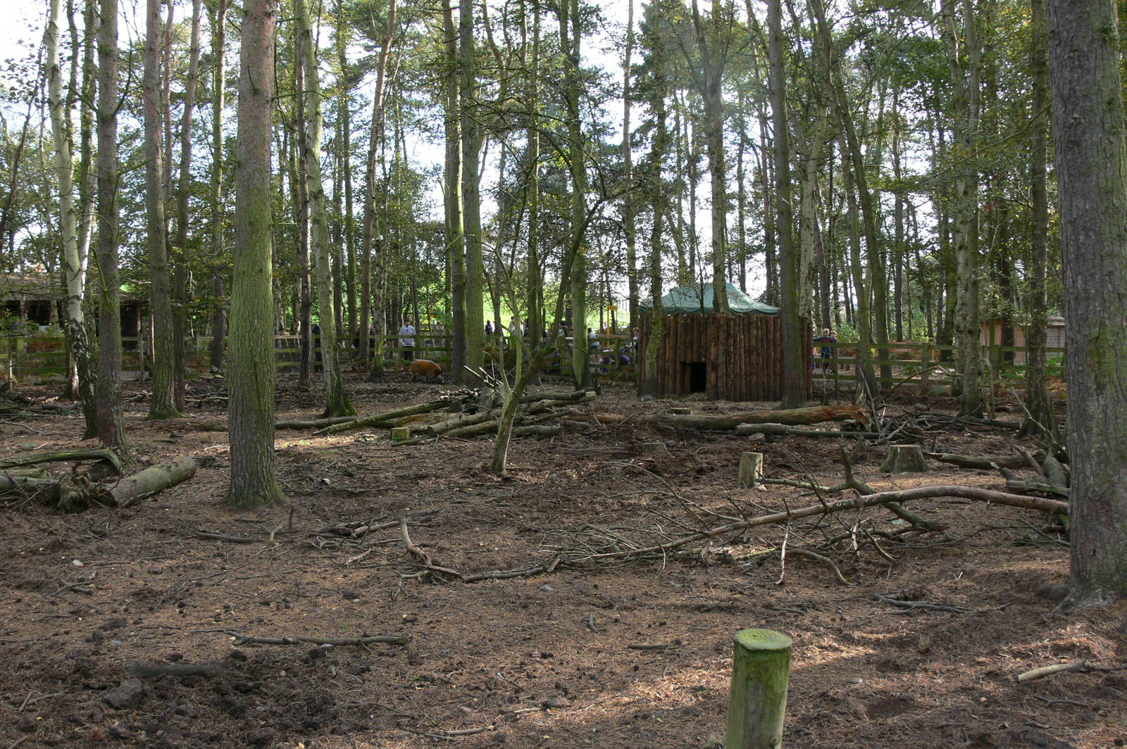 Red River Hog enclosure at Yorkshire WP, 28/10/14