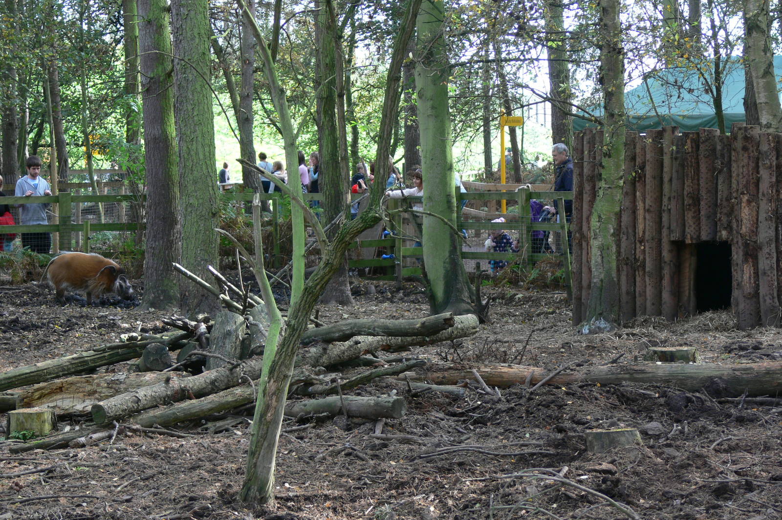 Red River Hog enclosure at Yorkshire WP, 28/10/14