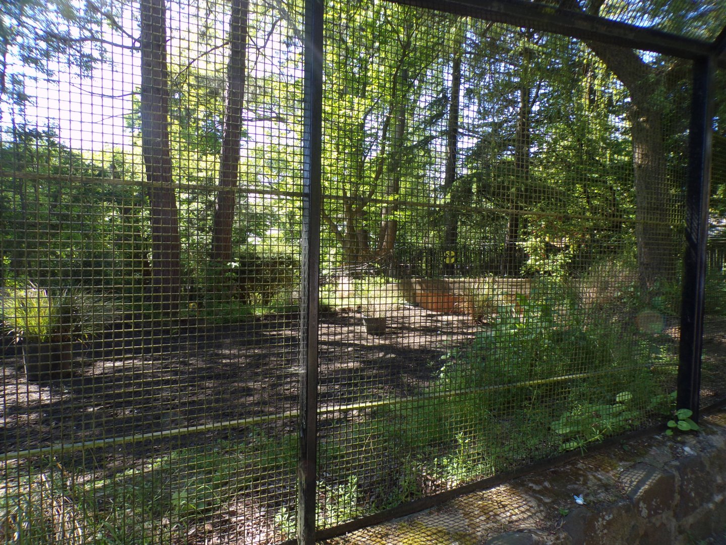 Red river hog enclosure construction 20.5.24