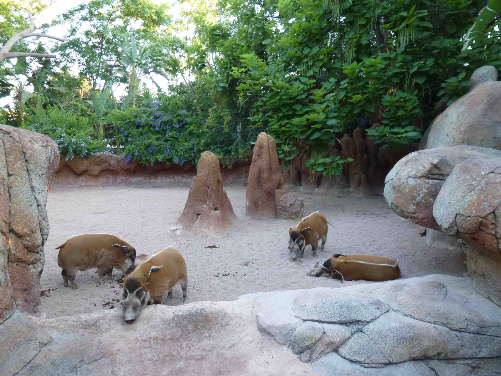 Red river hog enclosure, July 2013.