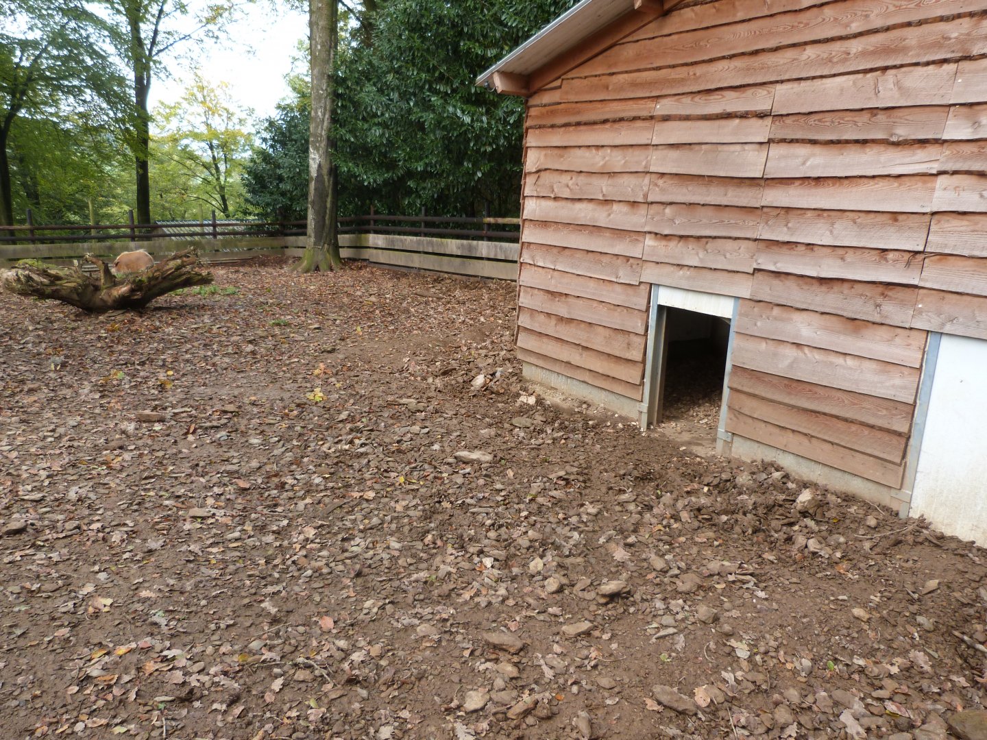 Red river Hog enclosure - Parc animalier de Bouillon