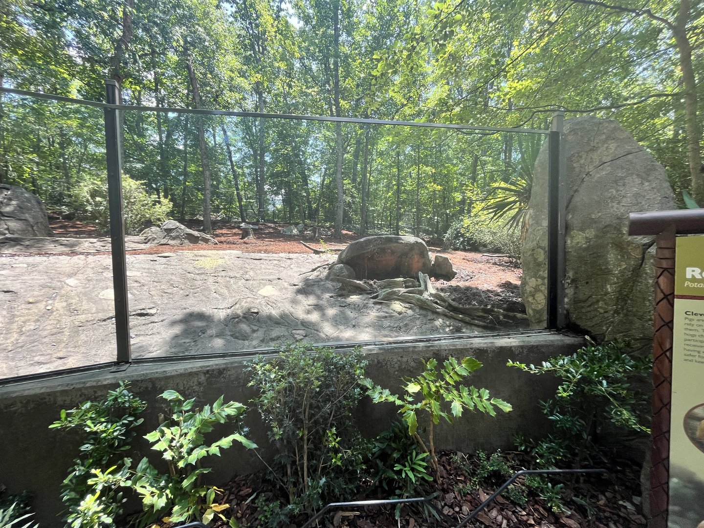 Red River Hog Enclosure/Viewing