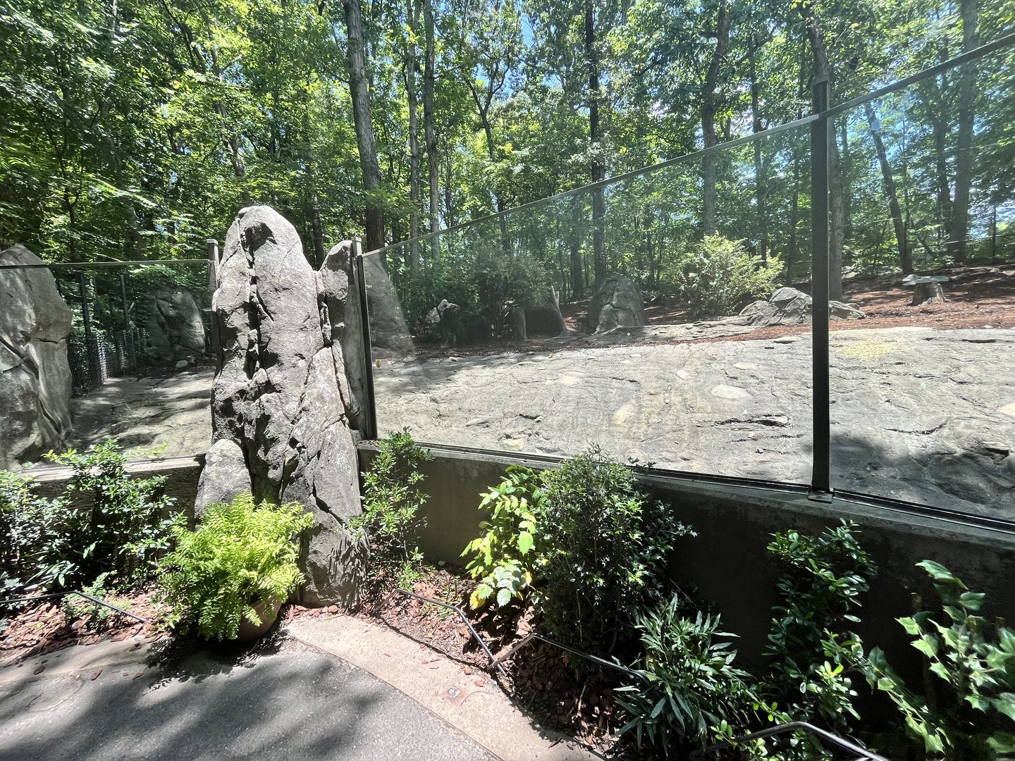 Red River Hog Enclosure/Viewing