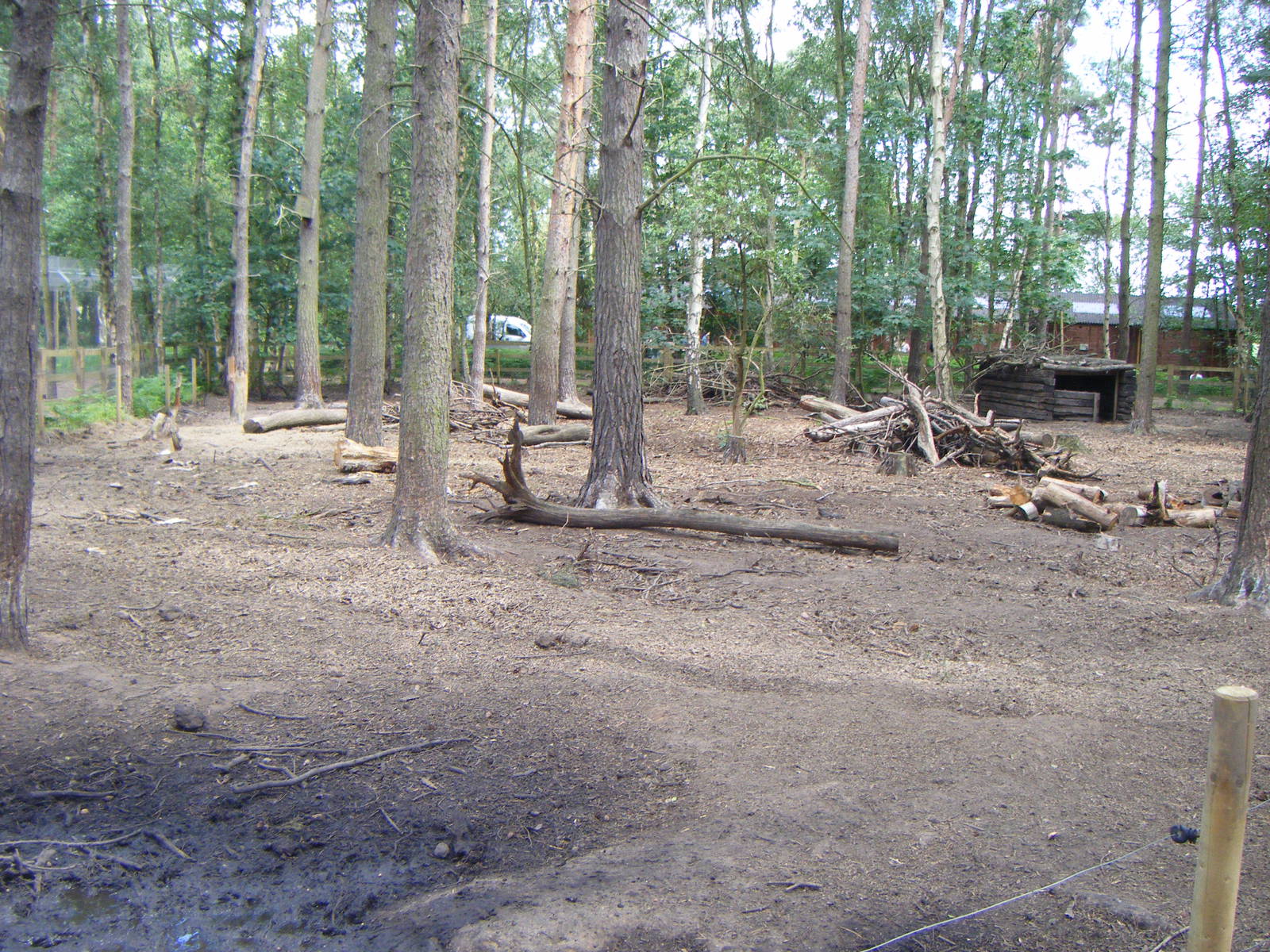 Red River Hog enclosure