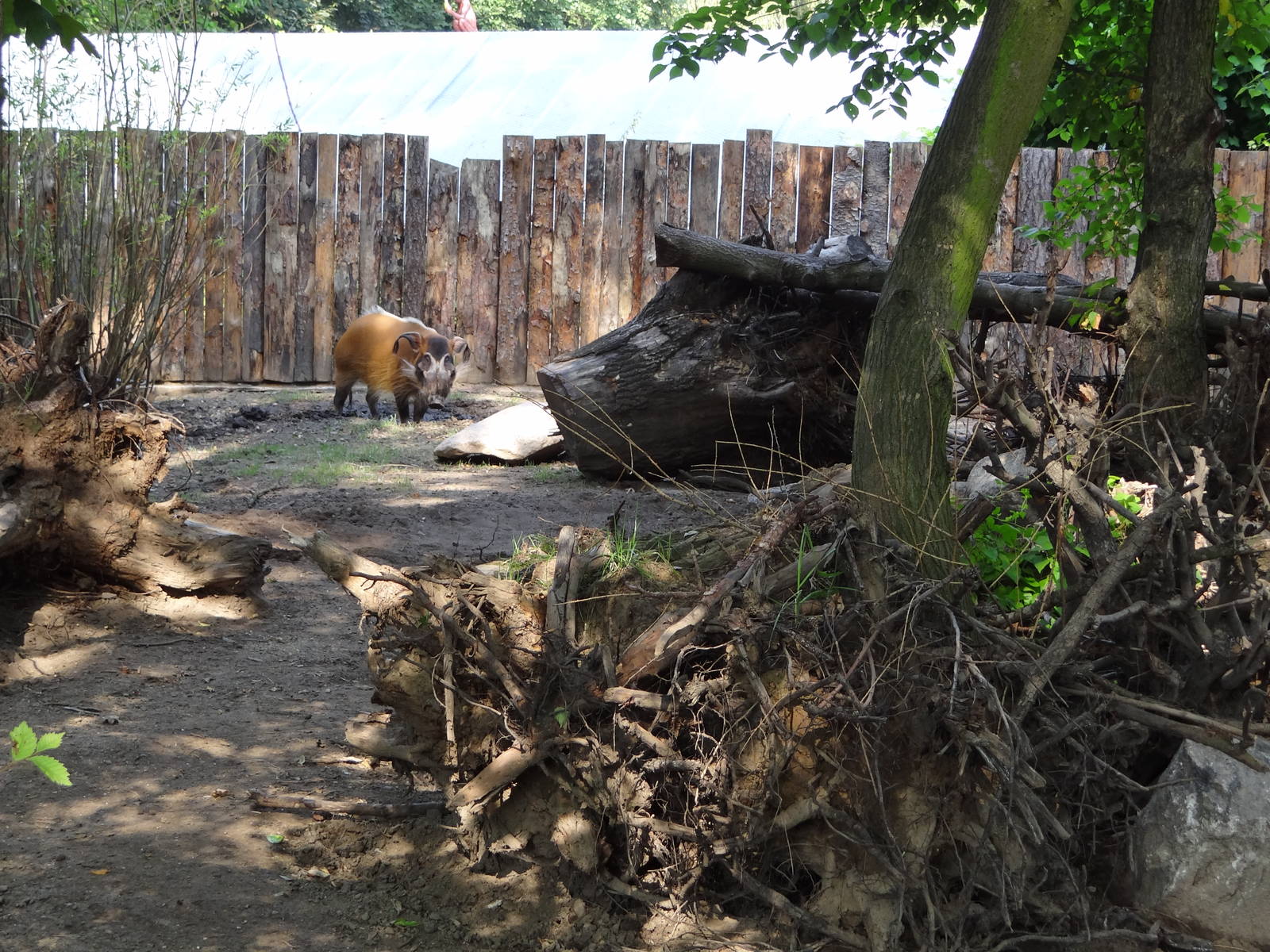 Red River Hog enclosure