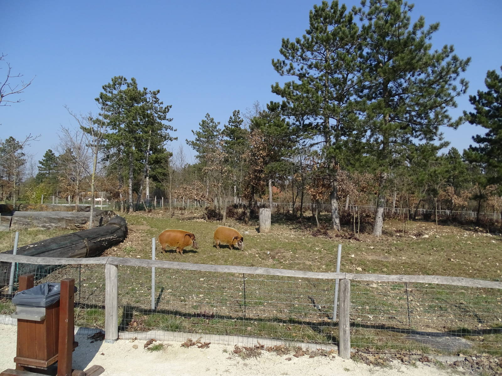 Red river hog enclosure