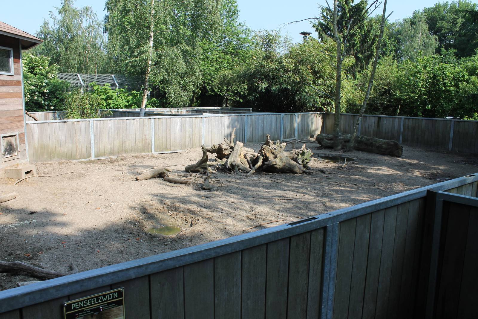 Red river hog enclosure
