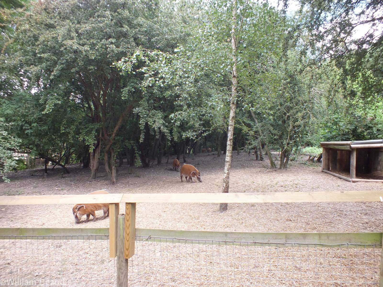 Red River Hog Enclosure