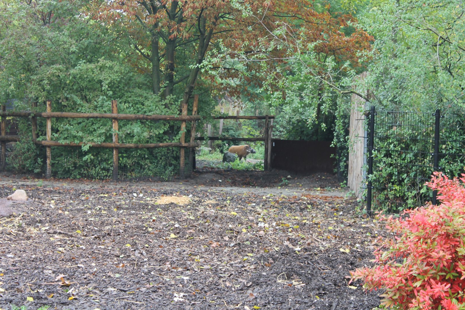 Red river hog-enclosure