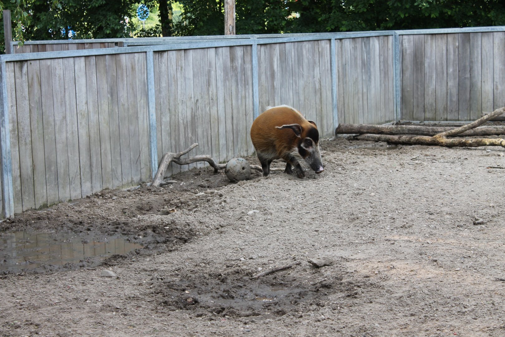 Red river hog enclosure
