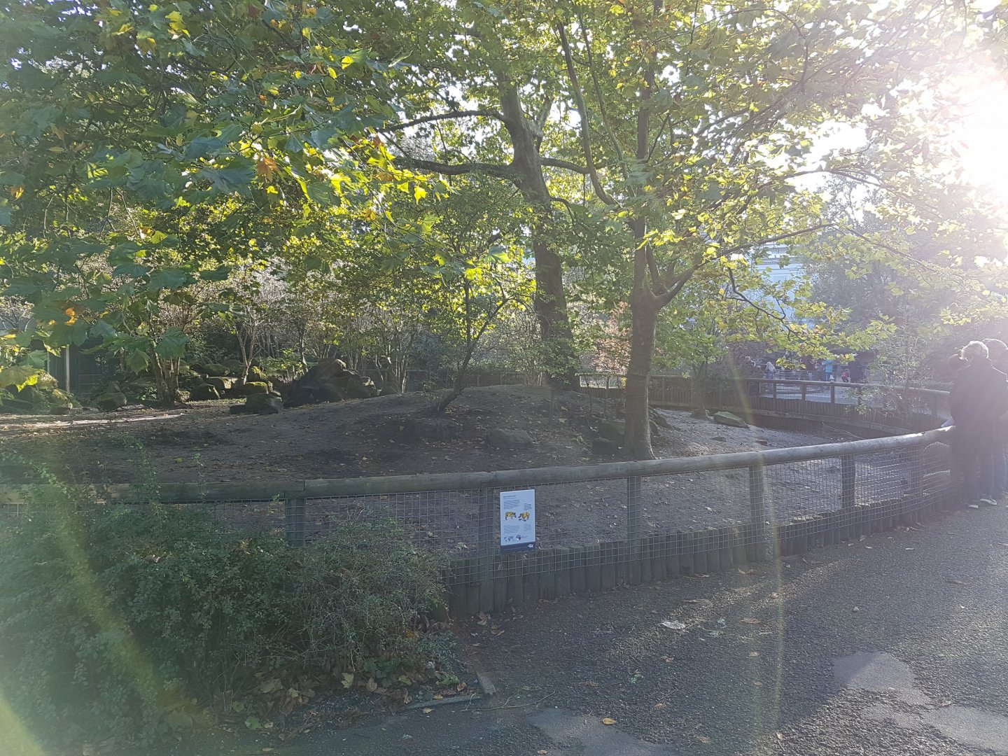 Red river hog-enclosure