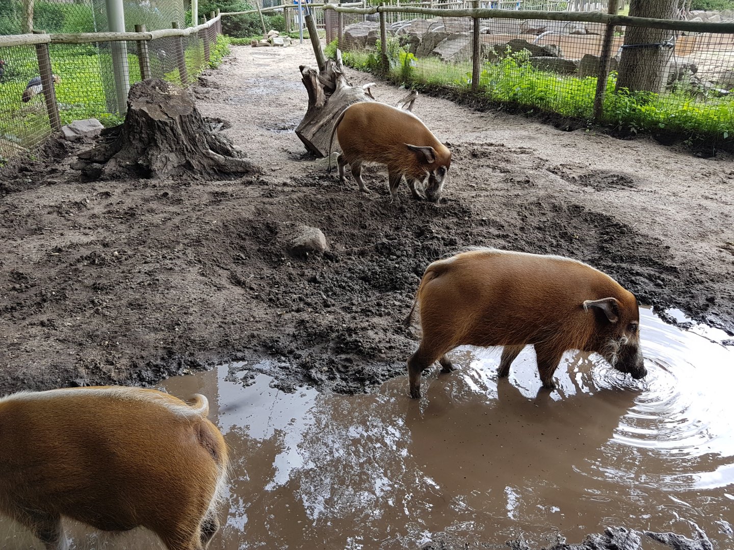 Red river hog-enclosure