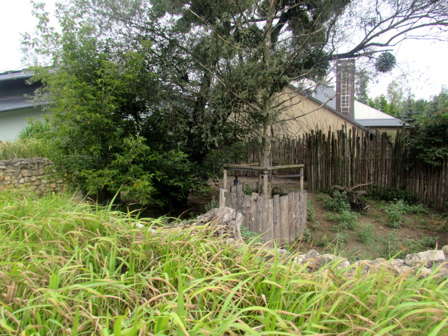 Red River Hog enclosure