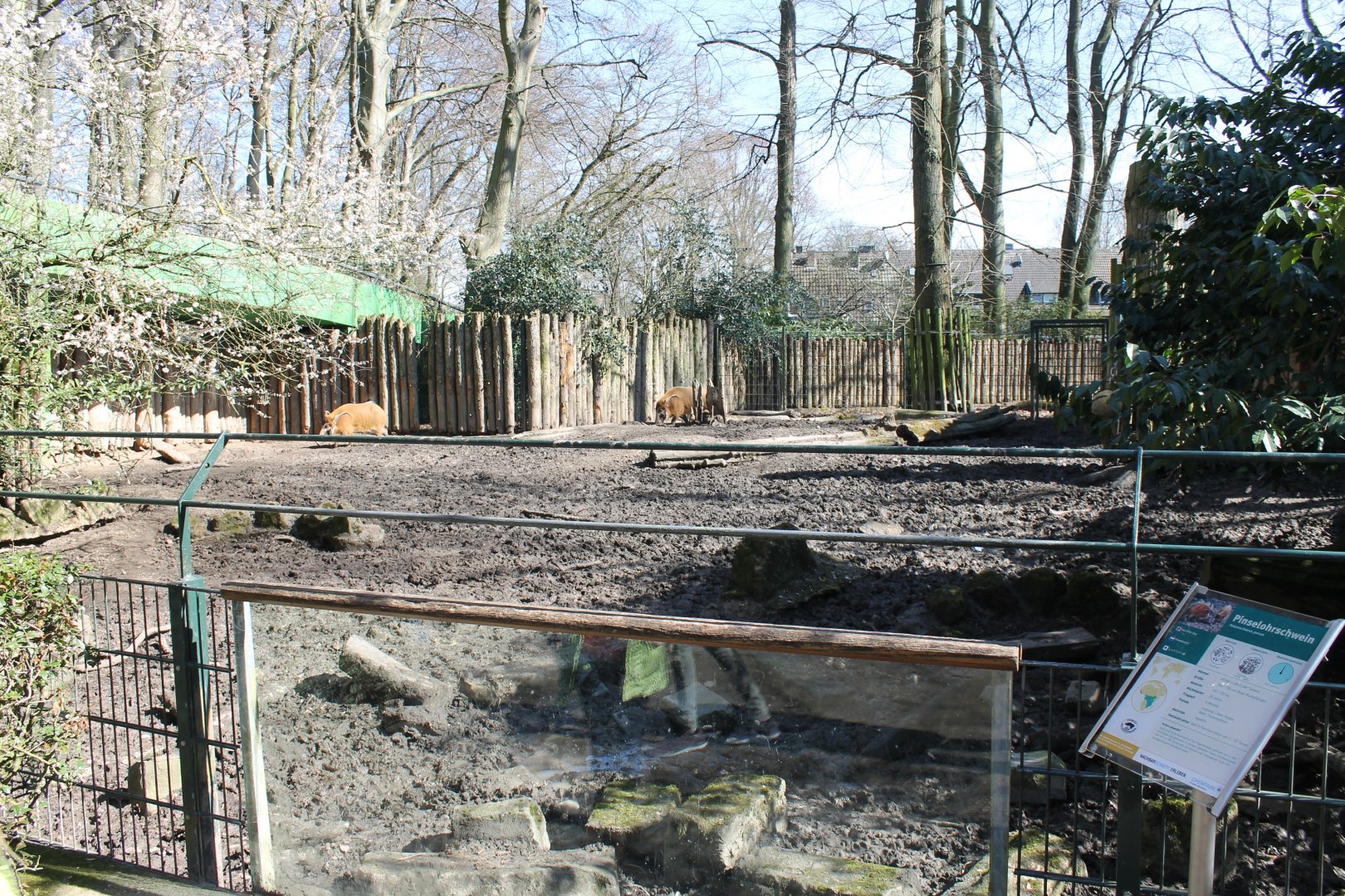 Red river-hog-enclosure