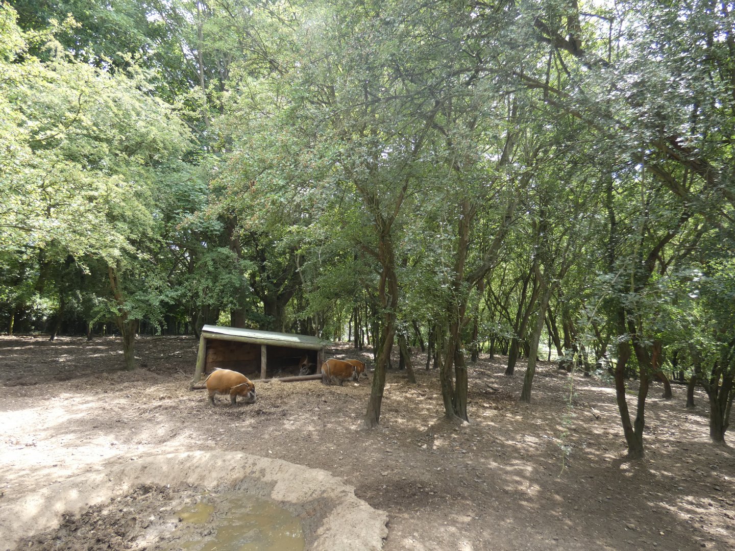 Red River Hog enclosure