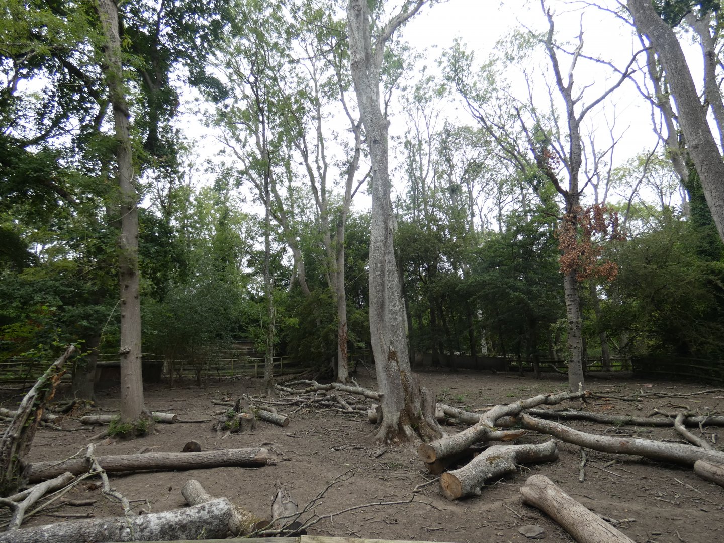 Red River Hog enclosure