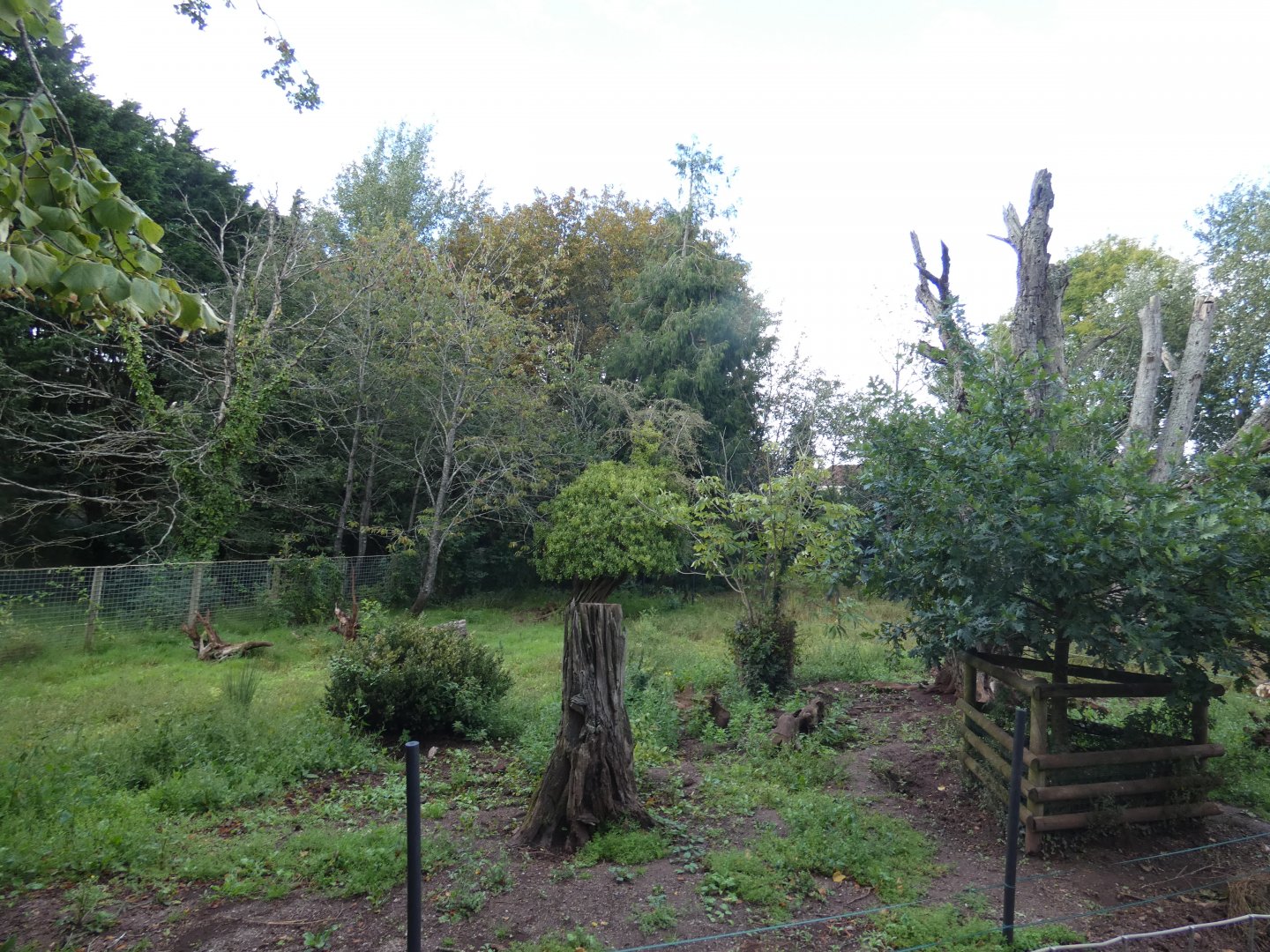 Red River Hog enclosure