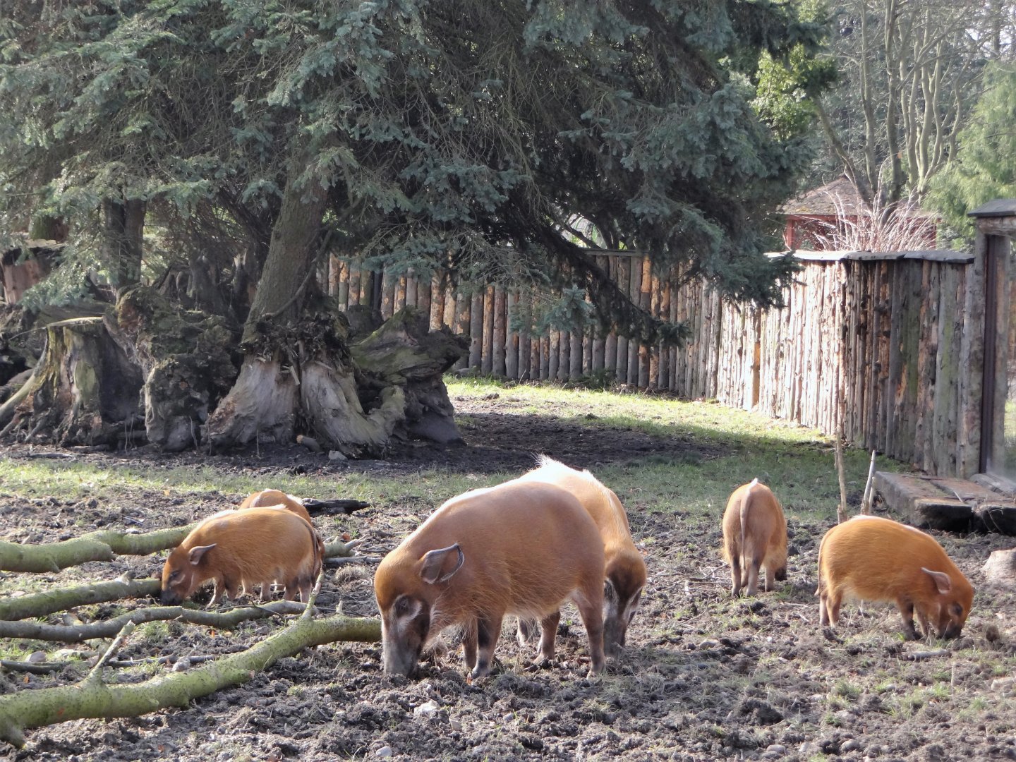 Red River hog enclosure
