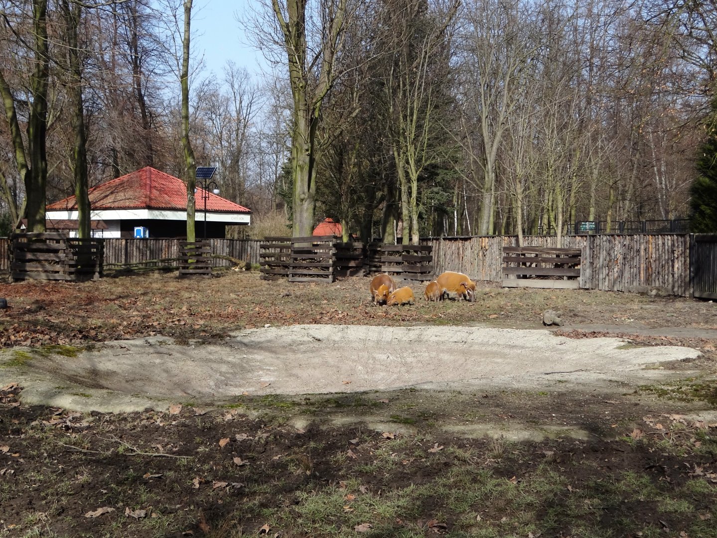 Red River hog enclosure