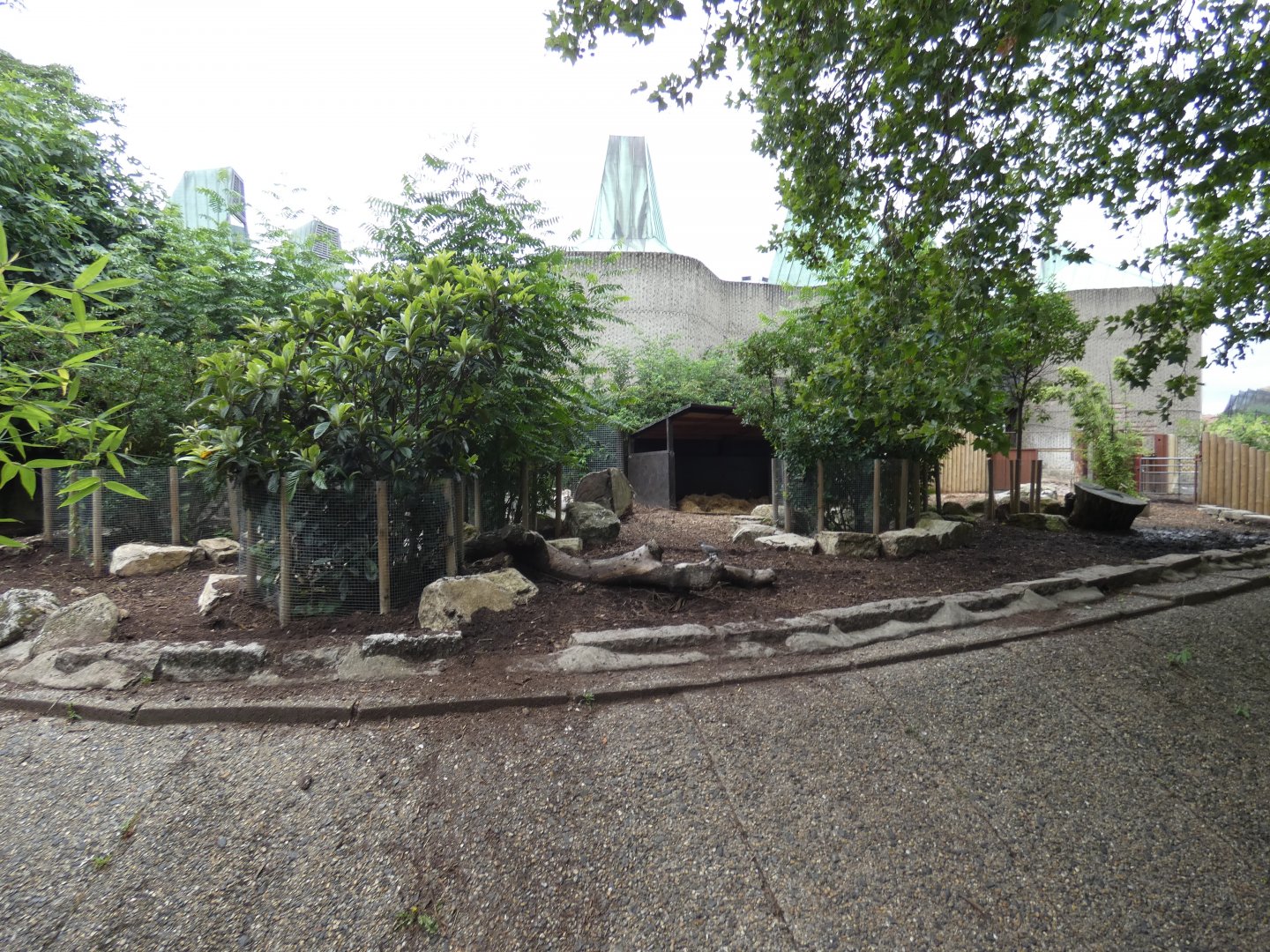 Red river hog enclosure