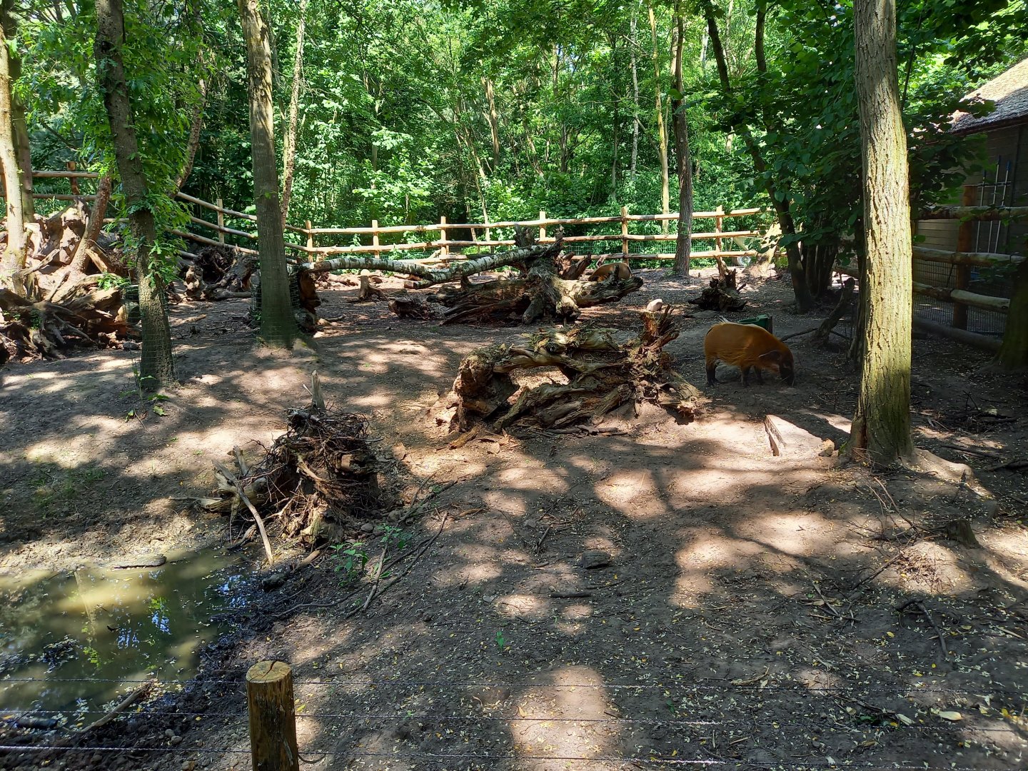 Red river hog enclosure