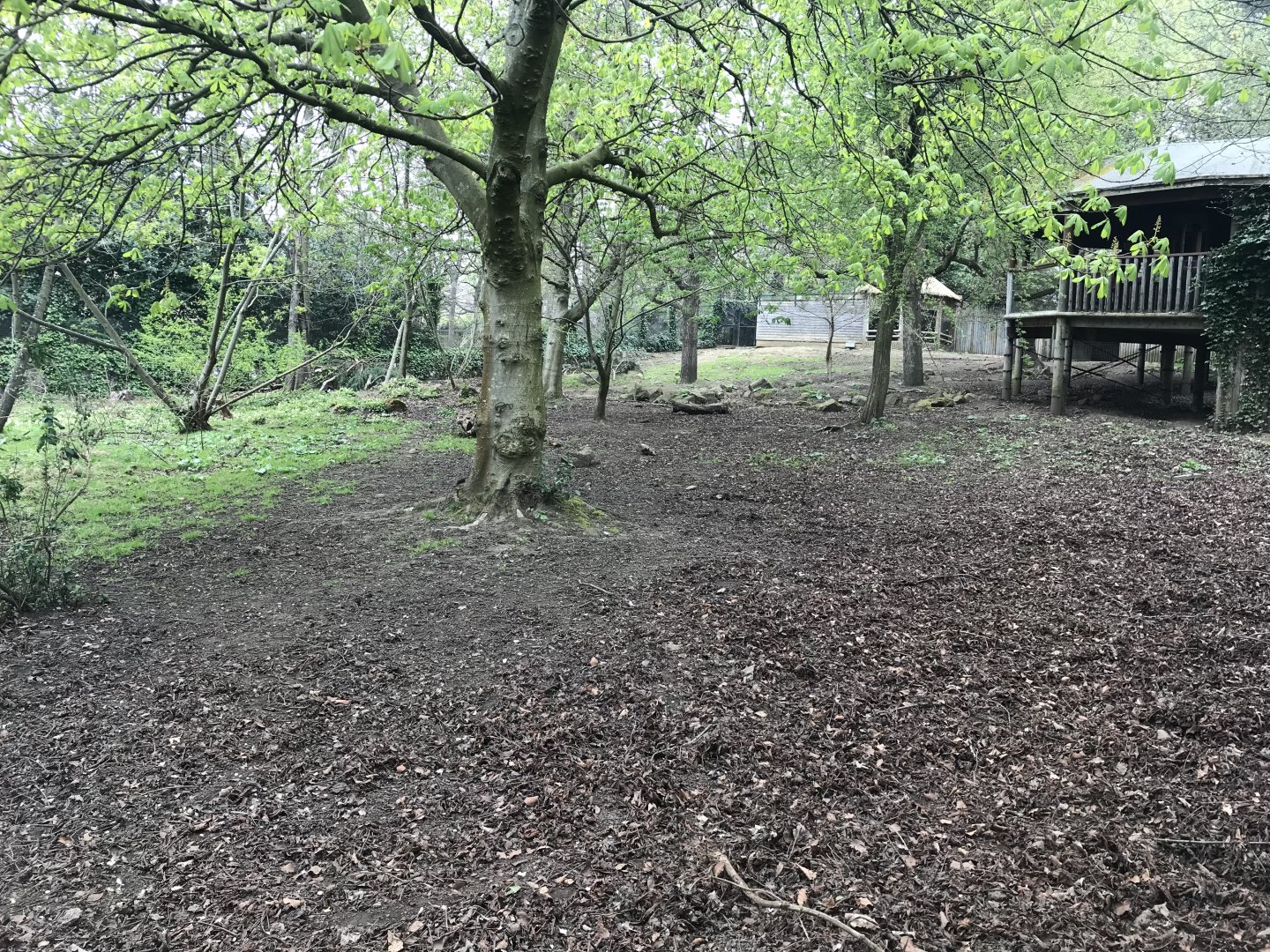 Red river hog enclosure