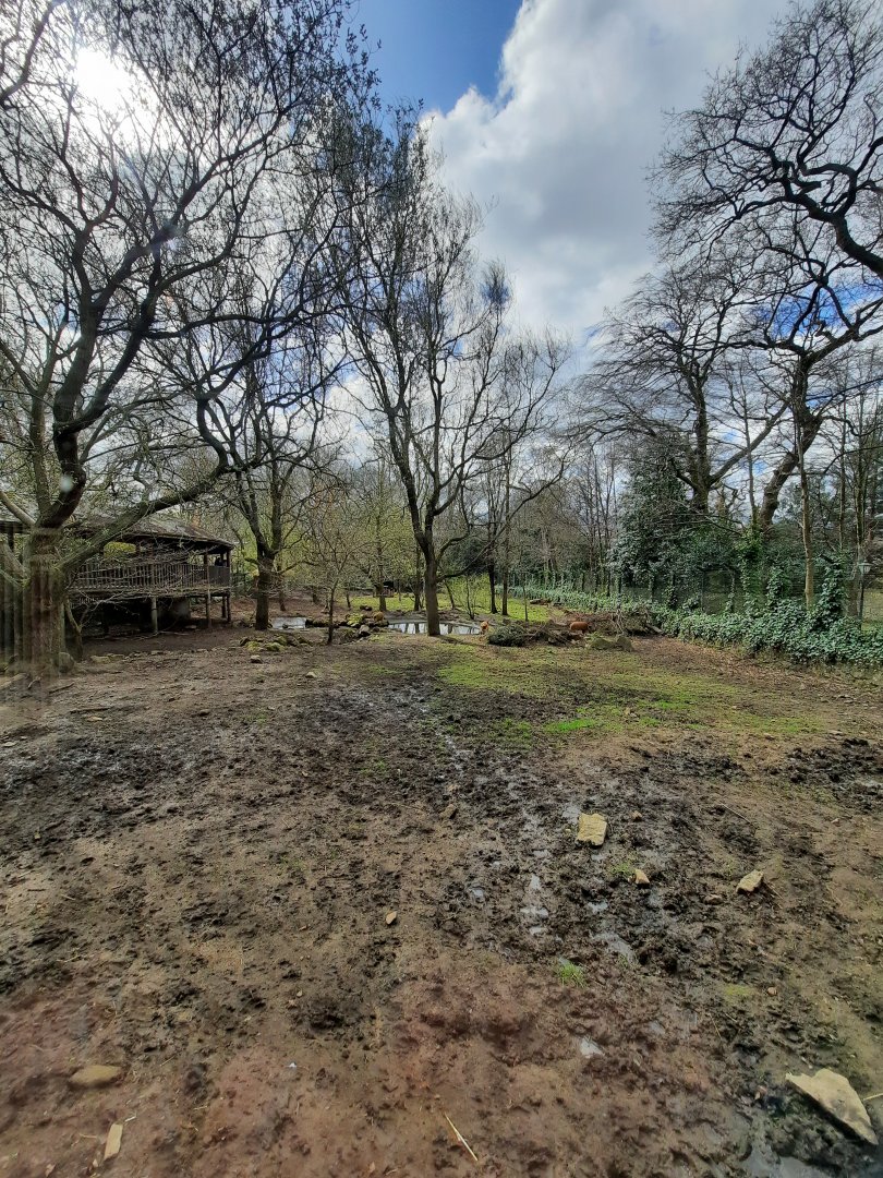 Red River hog enclosure