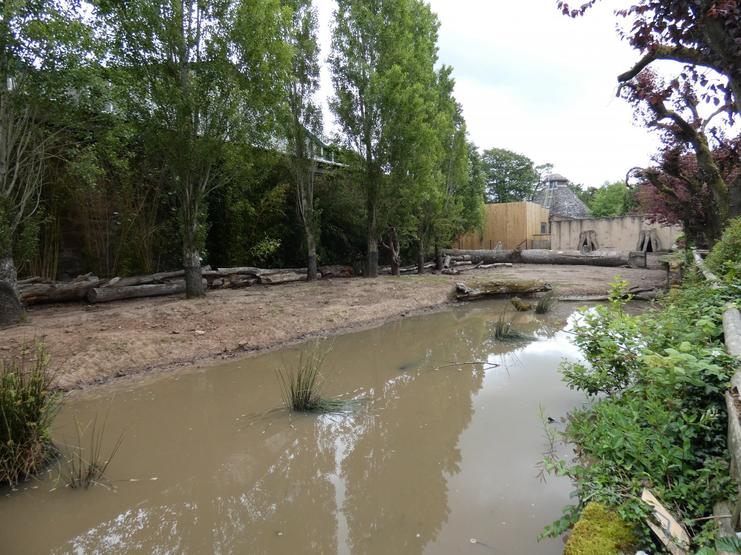 Red river hog enclosure