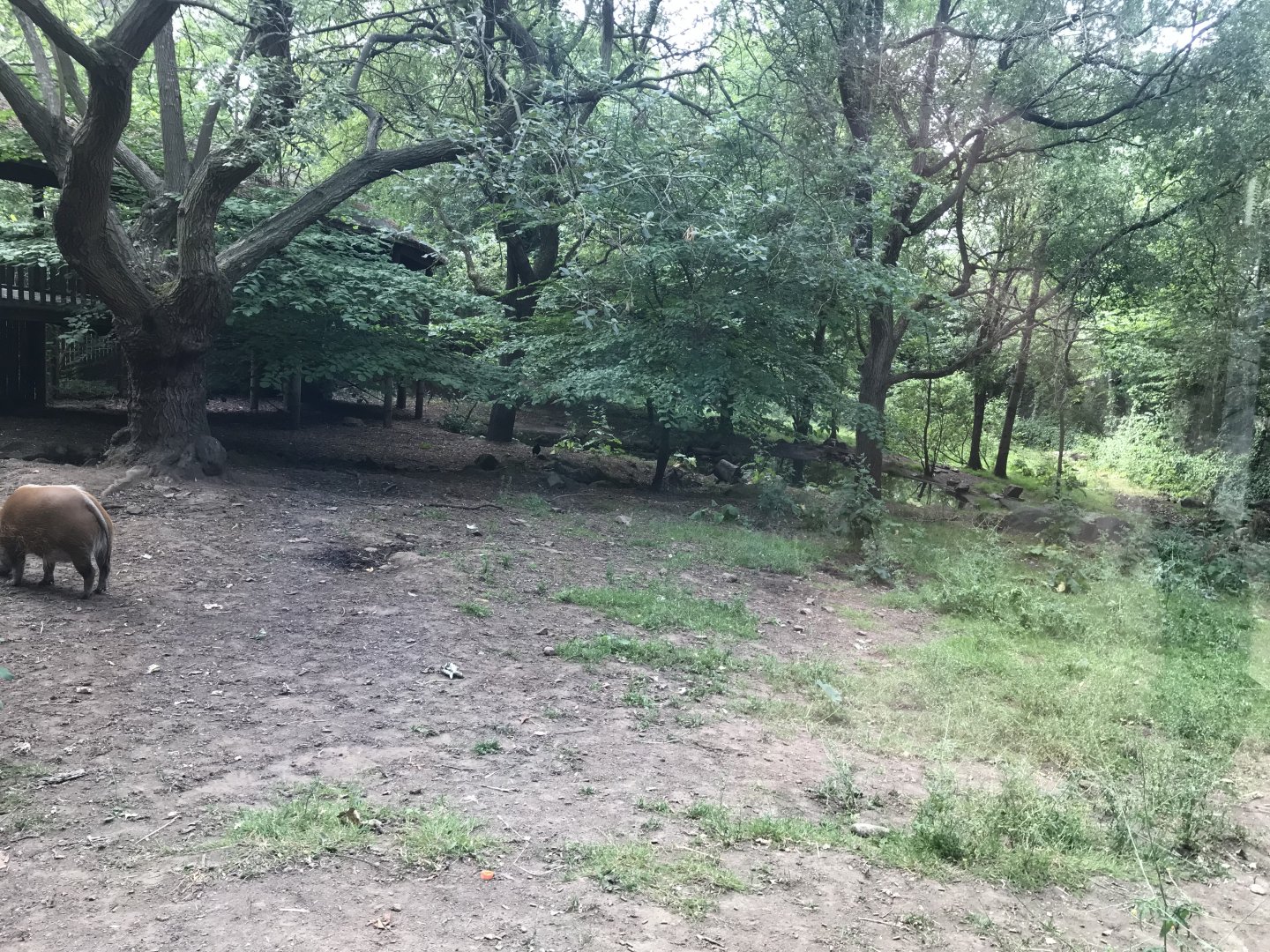 Red river hog enclosure
