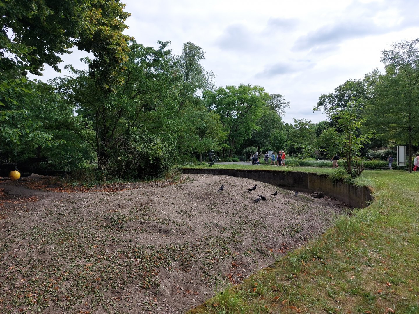 Red river hog enclosure