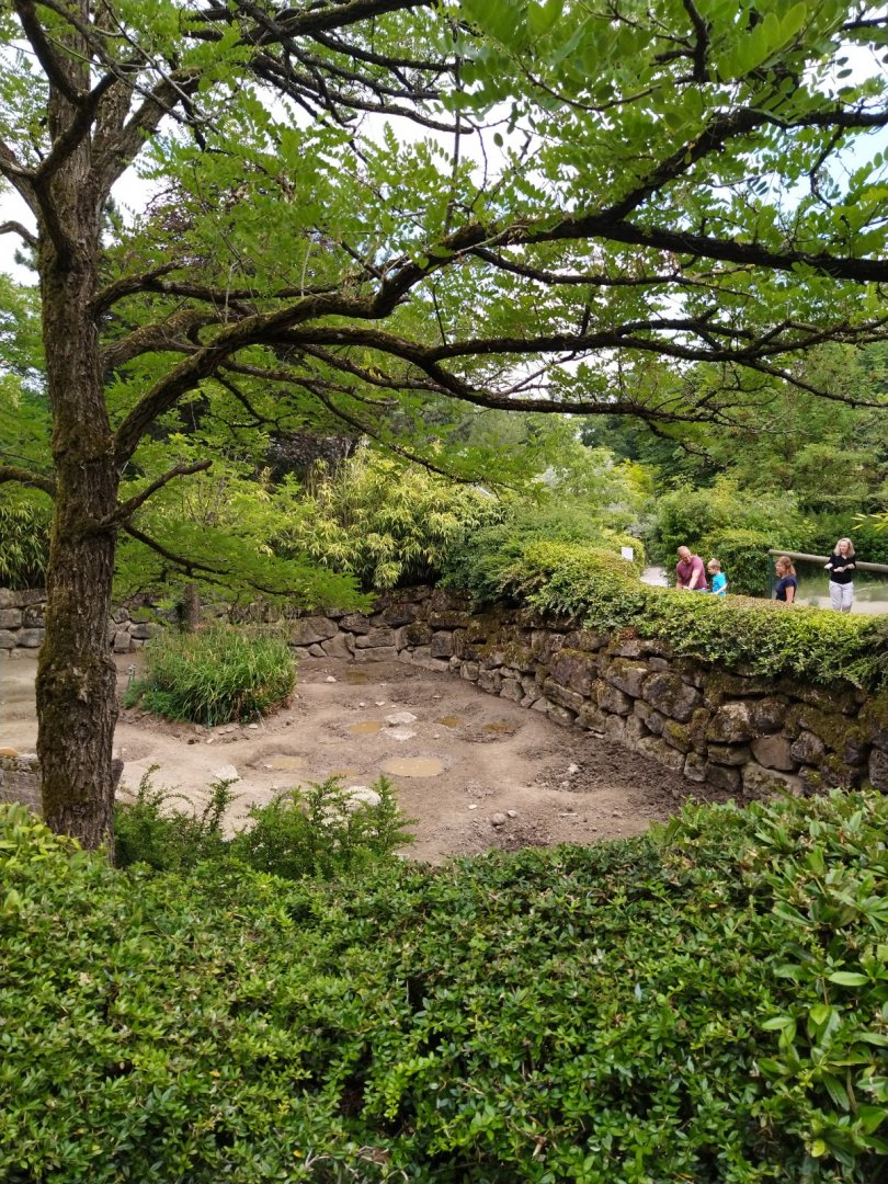 Red river hog enclosure