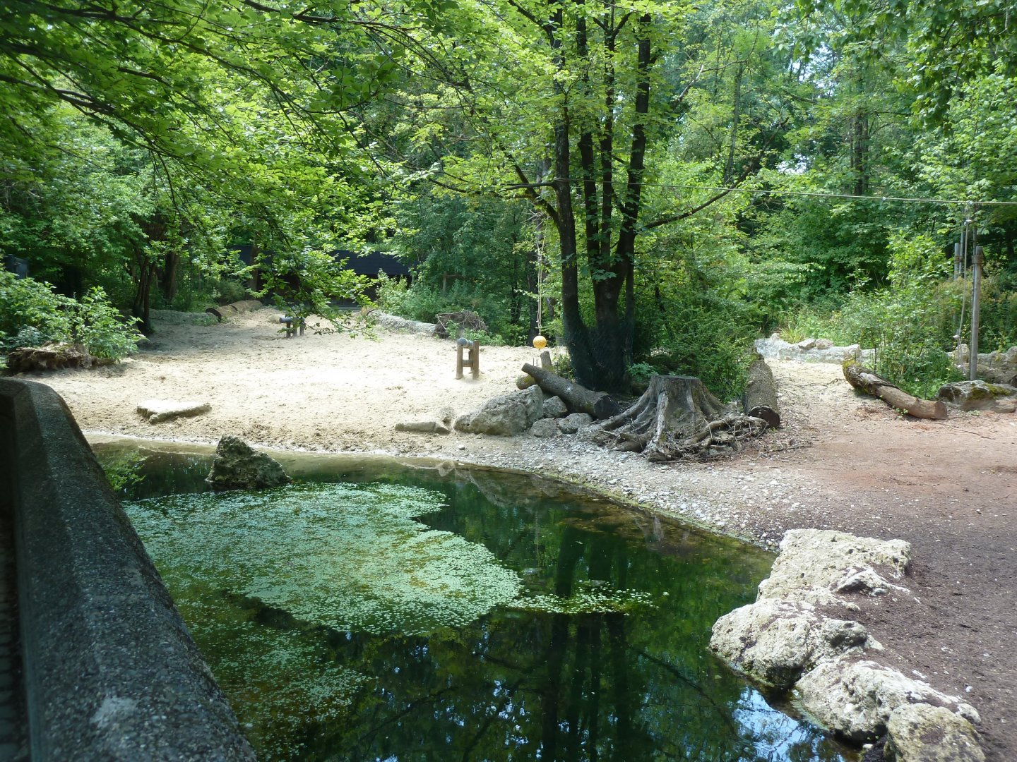 Red river hog enclosure