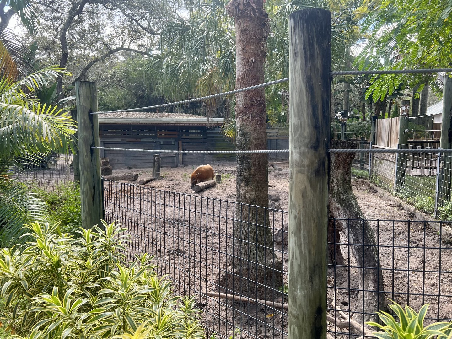 Red River Hog Enclosure