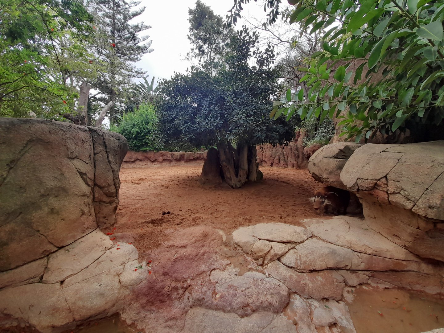 Red River Hog - enclosure