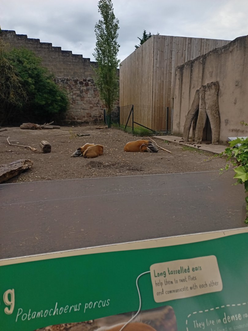 Red River Hog enclosure
