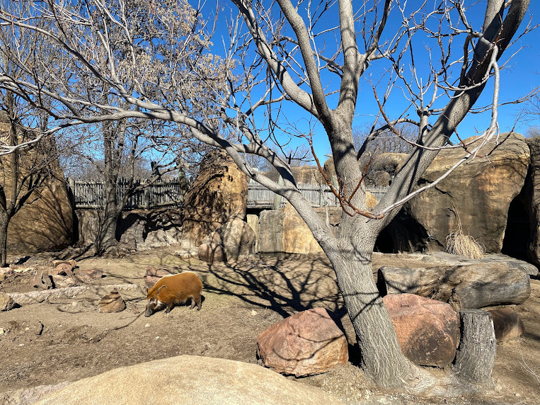 Red River Hog Enclosure