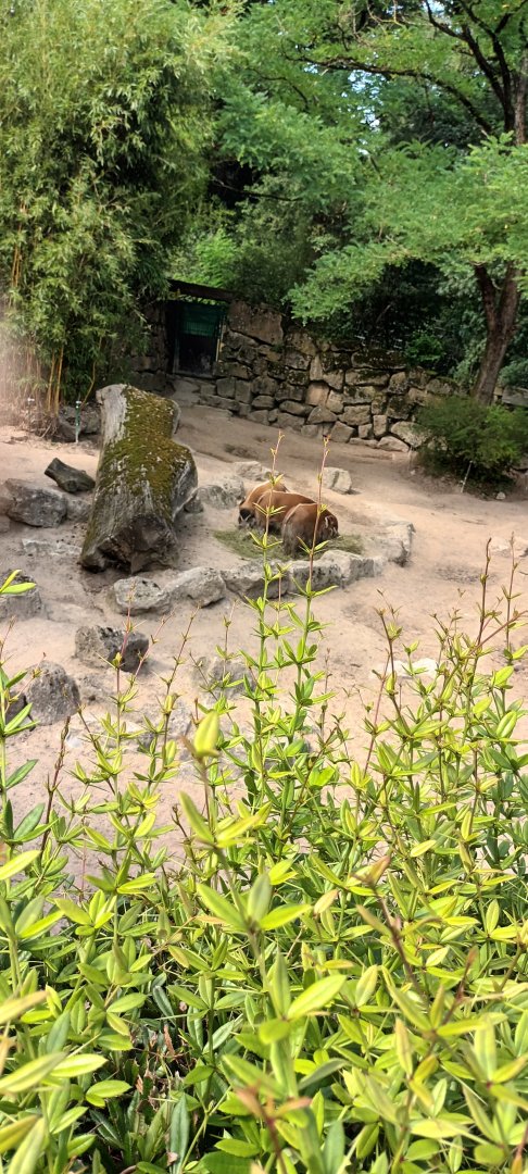 Red river Hog Enclosure