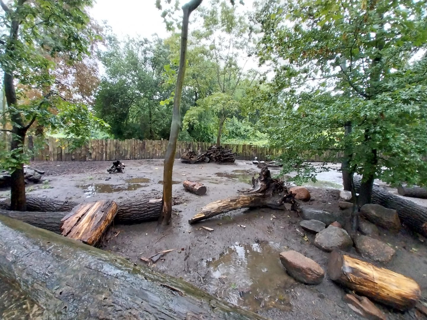 Red river hog enclosure