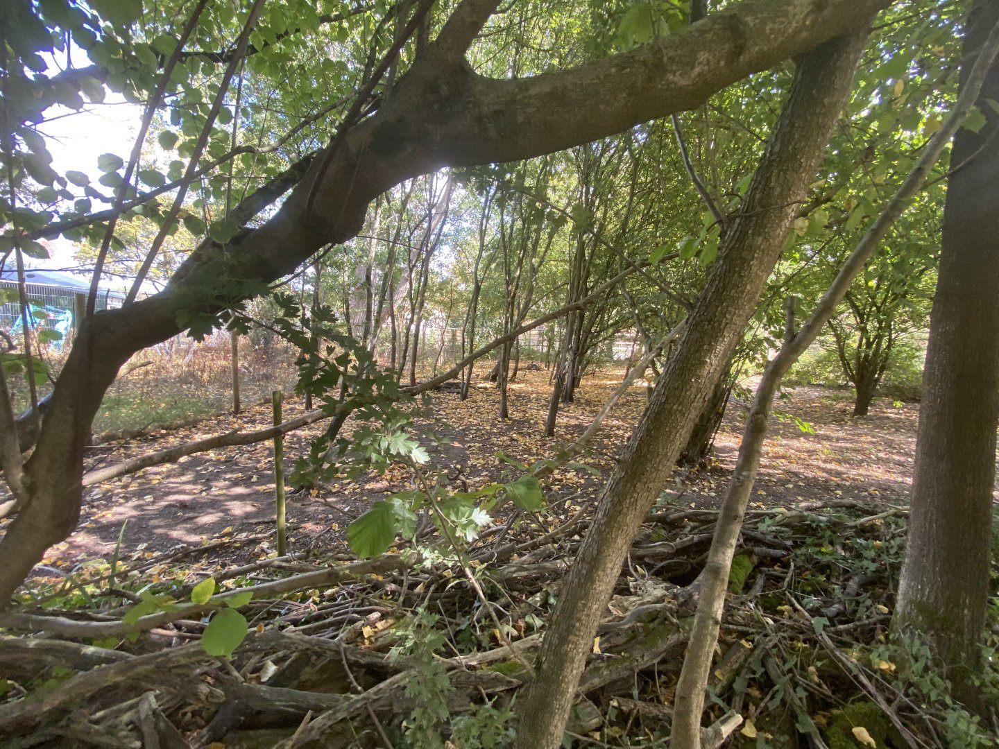 Red river hog enclosure