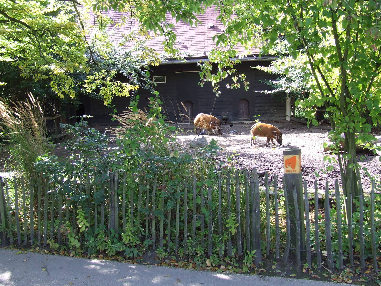 Red River Hog enclosure