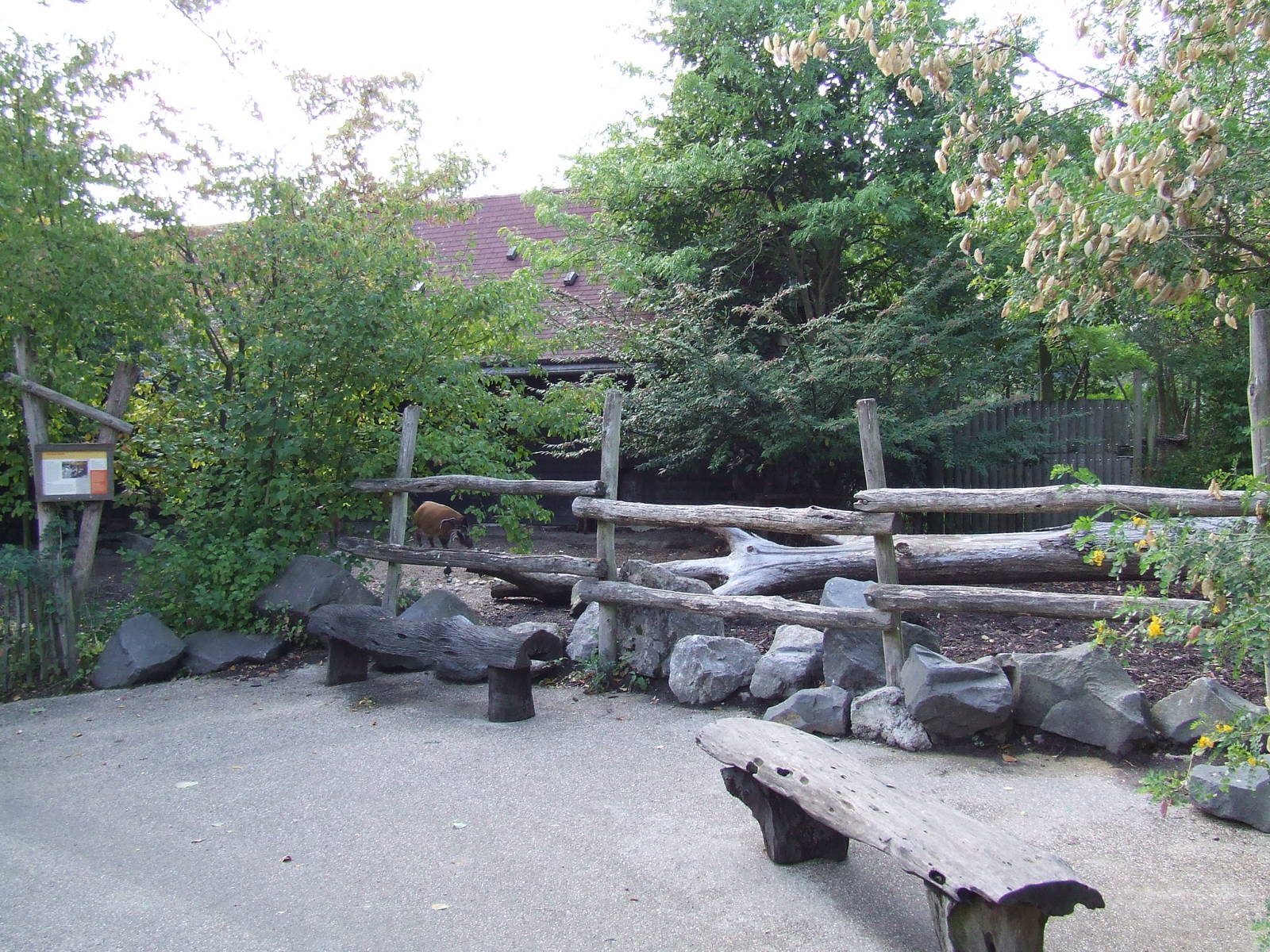 Red River Hog enclosure
