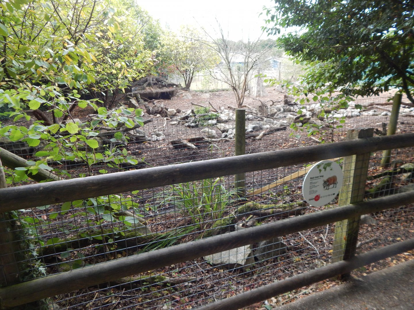 Red river hog exhibit 040822